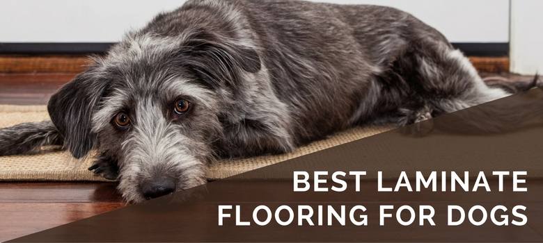 best laminate flooring for dogs